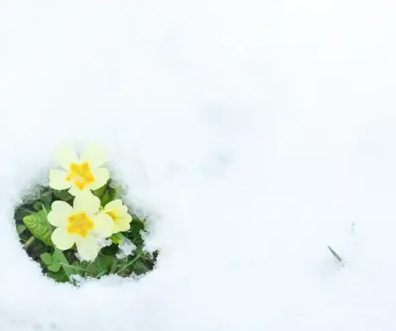 Påskeåpent Lyngheisenteret.png