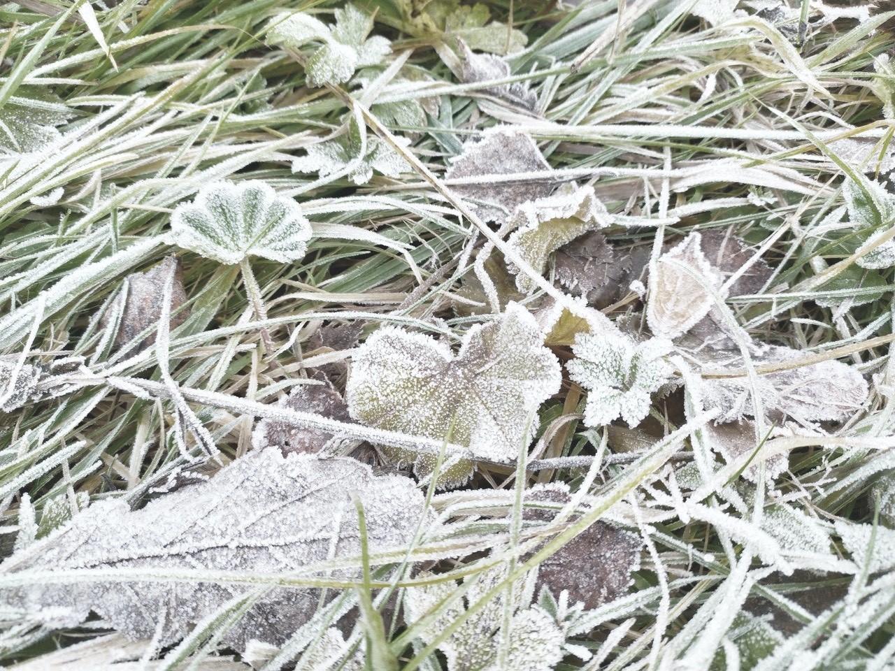 Frost-kopi.jpg