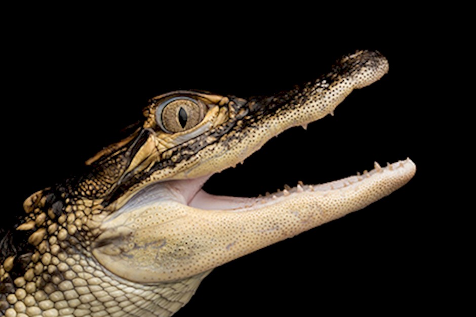 Akvariet_Alligator_baby.jpg
