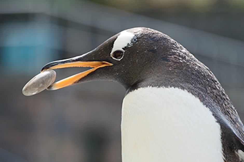 Akvariet_Nærbilde_steinplukker.jpg