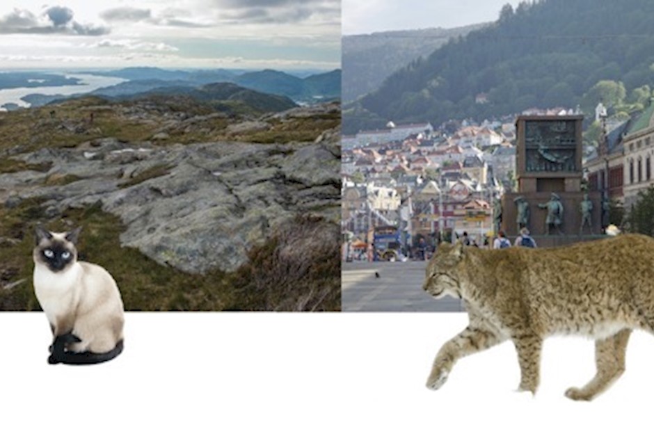 Animalia by og fjell