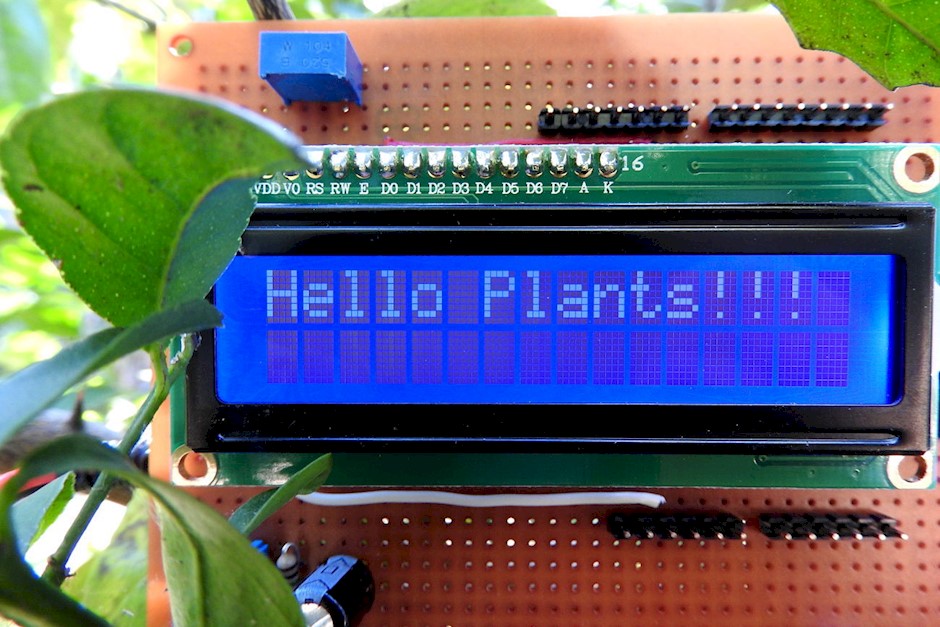 Hello Plants-web1.JPG