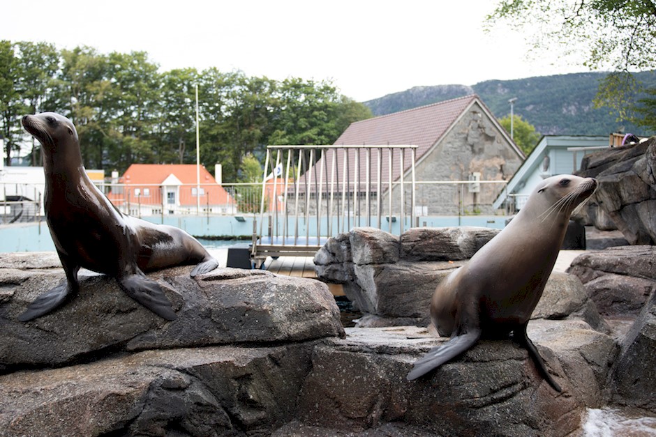 Akvariet sjøløver.jpg
