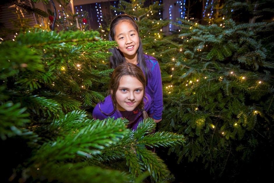 juletreskogenVilVitetorf.jpg